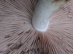 Psathyrella cotonea
