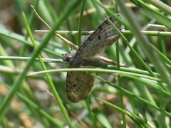 Eupithecia virgaureata