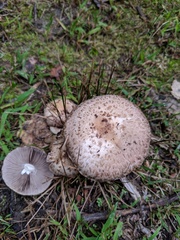 Psathyrella cotonea