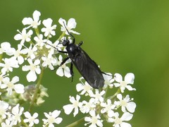Empis ciliata