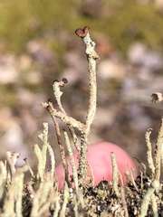 Cladonia rei