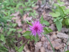 Centaurea pectinata
