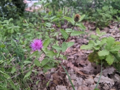 Centaurea pectinata
