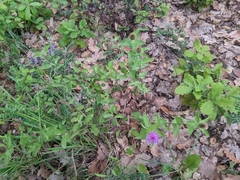 Centaurea pectinata