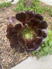 Aeonium arboreum