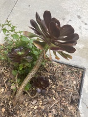 Aeonium arboreum