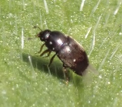 Brachypterus
