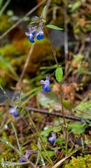 Collinsia grandiflora