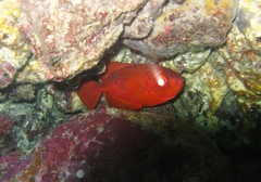 Heteropriacanthus carolinus