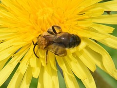 Andrena nitida