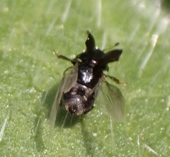 Brachypterus