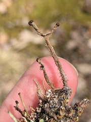 Cladonia rei