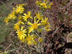 Tephroseris helenitis helenitis