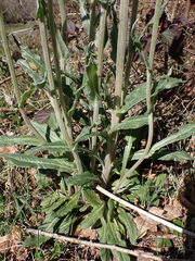 Tephroseris helenitis helenitis