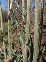 Tephroseris helenitis helenitis