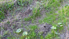 Talpa europaea