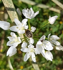 Oxythyrea funesta