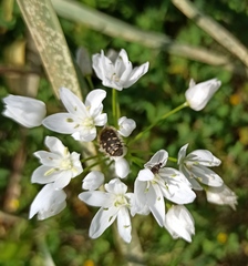 Oxythyrea funesta