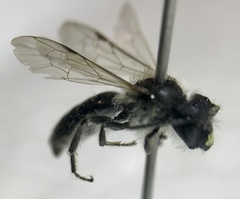 Andrena bradleyi