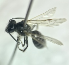 Andrena bradleyi