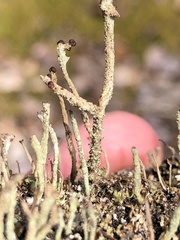 Cladonia rei