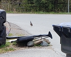 Dendragapus fuliginosus