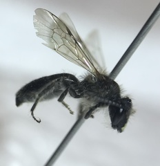 Andrena bradleyi