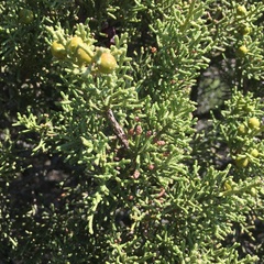 Juniperus phoenicea