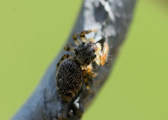 Phidippus mystaceus