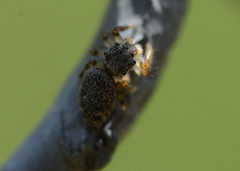 Phidippus mystaceus