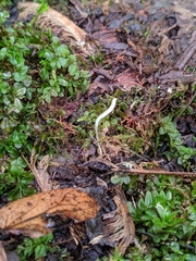 Clavaria acuta