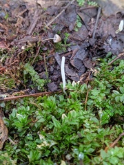 Clavaria acuta