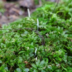 Clavaria acuta