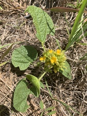 Rhynchosia tomentosa