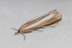 Catoptria bolivari
