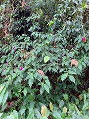 Allomaieta villosa