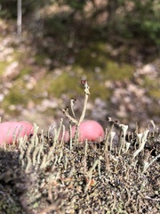 Cladonia rei