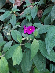 Allomaieta villosa