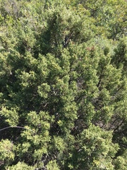 Juniperus phoenicea