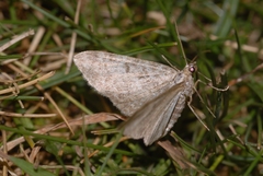 Eupithecia impurata