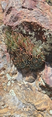 Dudleya pauciflora