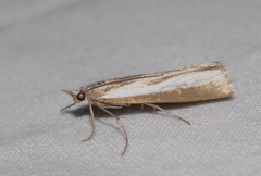 Catoptria bolivari