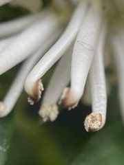 Pachysandra terminalis