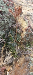 Dudleya pauciflora