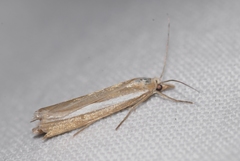 Catoptria bolivari