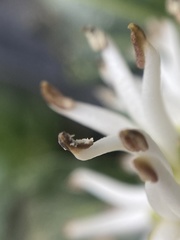 Pachysandra terminalis