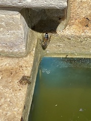 Apis mellifera