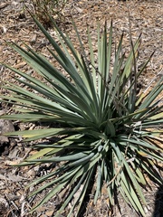 Hesperoyucca