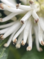 Pachysandra terminalis