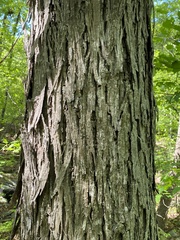 Carya carolinae-septentrionalis